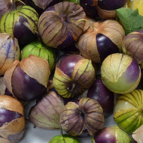 Purple coban tomatillo - purple, 10+